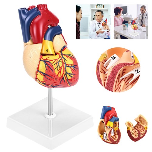 Anatomie herz herzmodell - anatomie,