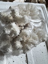 Natürliche Koralle, echte Coral, natürliche gelbbraune weiße Koralle 20x20cm