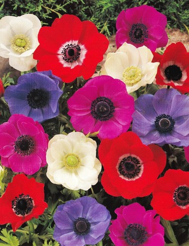 Oder anemonen coronaria - 50,