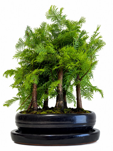 Metasequoia waldbonsai - waldbonsai, 10