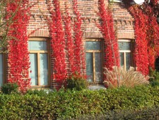 Parthenocissus quinquefolia 'Engelmannii' Wilder Wein 60- 100cm (2 Pflanzen)