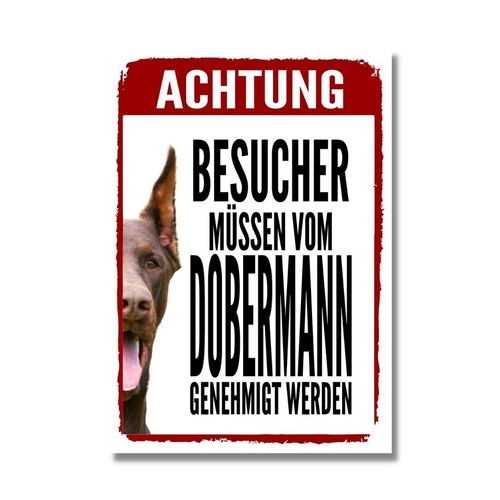 Dobermann kupiert - kupiert, 2