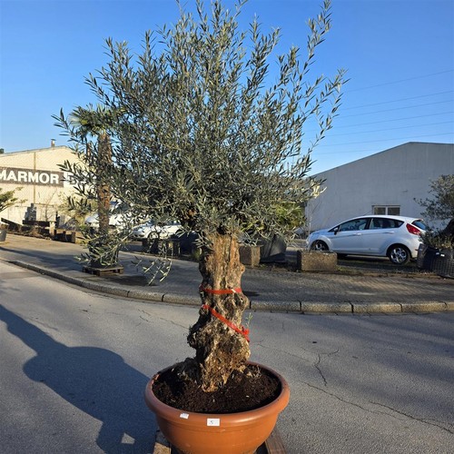 Olivenbaum olea europaea - "olea, europaea"