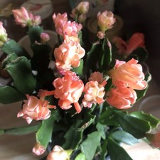 Schlumbergera Thor wild -