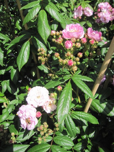 Rosa perennial rosali - perennial, ®