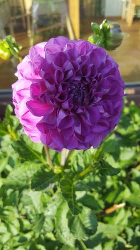 Dahlien dahlienknollen - dahlien,