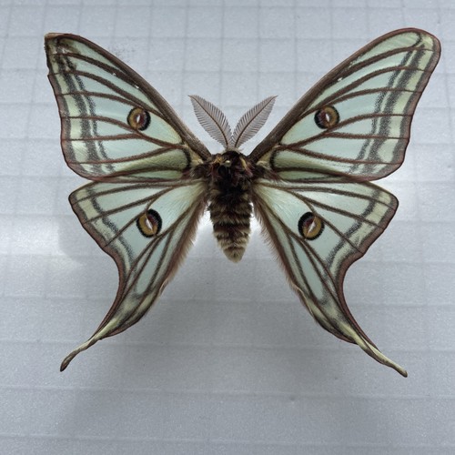 Entomologie*Graellsia