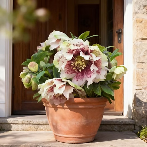 Sale700 christrose helleborus - christrose,