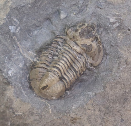 Trilobit cummingella - trilobit,,