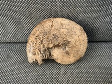 Trias Ammonoid Hypokladiszites