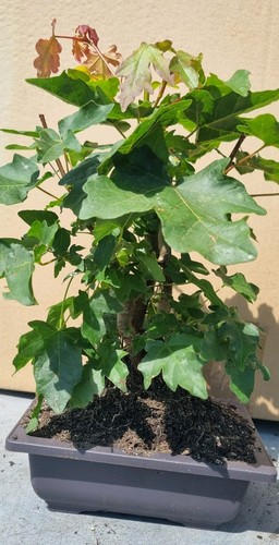 Bonsai feldahorn acer - feldahorn,