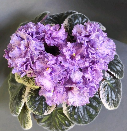 African violet saintpaulia - african,