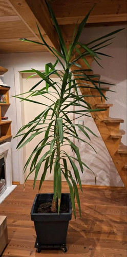 Yucca palme 220cm inklusive - yucca-palme,