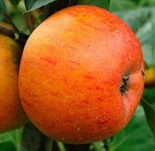 Apfelbaum GOLDRENETTE 100-120