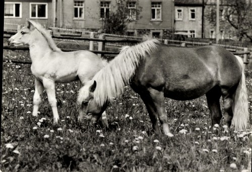 Grasende pferde haflinger - pferde,,