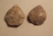 Habrobrochus subsella Oberjura Kimmeridge Marienhagen Niedersachsen