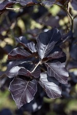 Fagus sylvatica 'Dawyck Purple', Rotbuche, purpurrot, 100–125 cm