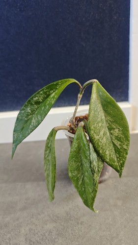 Hoya pubicalyx silver - hoya,