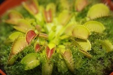 Fleischfressende Pflanze