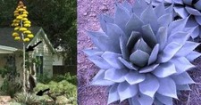 Blau-blättrige Agave parryi - winterhart - imposanter Riesenkaktus