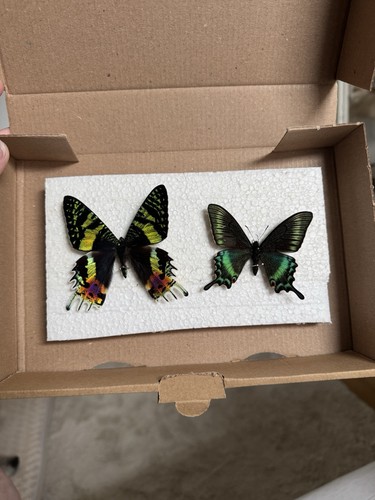 Echte schmetterlinge urania - schmetterlinge,