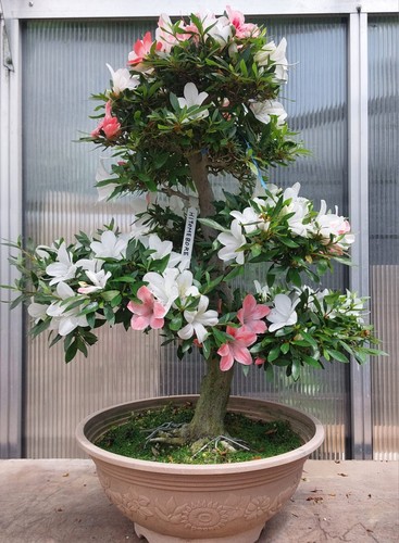 Bonsai jap satsuki - jap., azalee