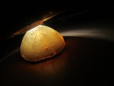 versteinerter Seeigel mit