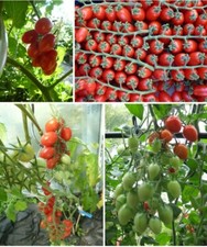 Dattel Tomate oval rot  Naschtomate intensiver süßer Geschmack  15 - 20 Korn