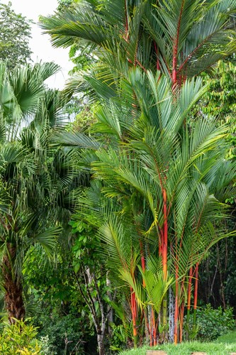 Samen siegellackpalme - samen,