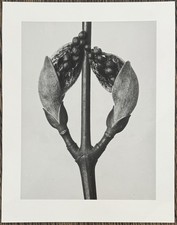 Karl Blossfeldt, Strip Maple
