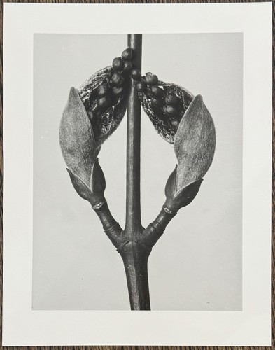 Karl blossfeldt - karl,