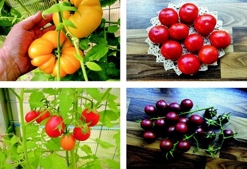 Tomaten mix sorten 50 - tomaten, "mix