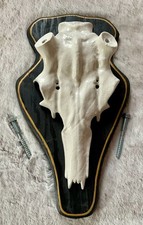 Rothirschschädel auf