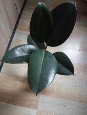 Ficus elastica " Abidjan" Gummibaum    48cm Gesamt Länge  Nr. 2