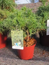 Mädchenkiefer Twister Green -