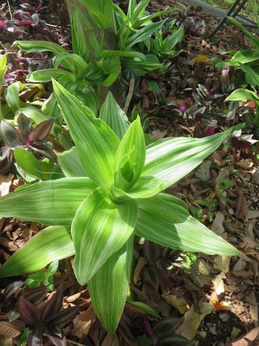 Variegated callisia fragrans - variegated,