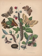 Birkenspinner Endromis