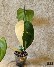 Syngonium Chiapense Albo