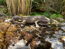 Eidechse Garten Haus Deko