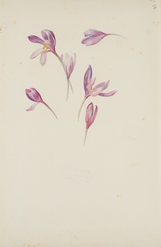 Niederhäusern - niederhÄusern, (*1856)