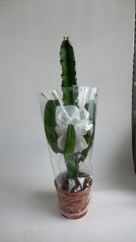 Kaktus euphorbia 80 cm - euphorbia, ca.