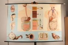 Schulwandkarte Verdauungsweg