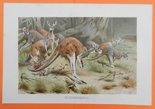 Riesenkänguruh  (Macropodidae)  Australien  Lithographie  1891 Wilhelm Kuhnert 
