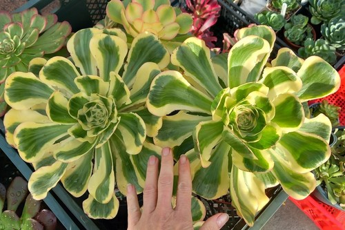 Aeonium zeus zuse - /,