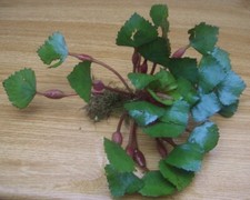 50 WASSERNÜSSE, SCHWIMMPFLANZE, TRAPA NATANS WASSERNUSS