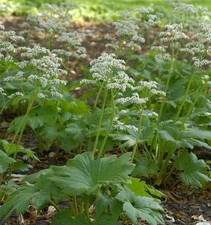 Ahornblatt - Mukdenia rossii
