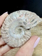Fossil Ammonit Jura irisierend
