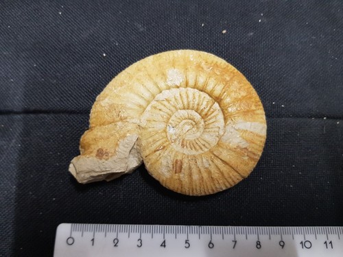 Riesige ammoniten fossilien - riesige,