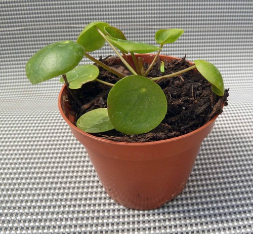 Ufopflanze pilea peperomioides - ufopflanze,