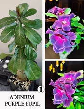 ADENIUM PURPLE PUPIL N1